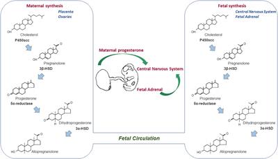 Progesterone Actions During Central Nervous System Development